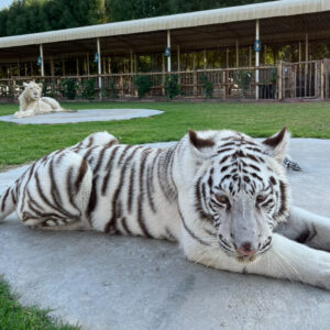 zoo Dubai