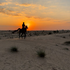 dubai horse